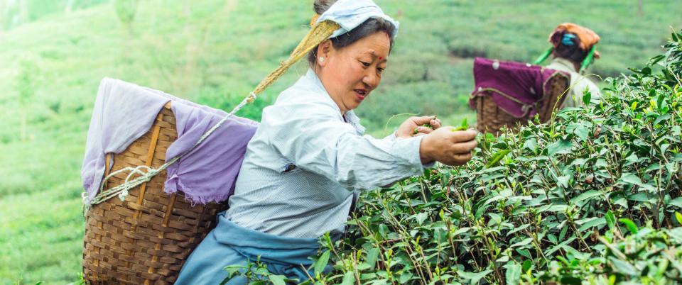 Woman picking tea leaves
